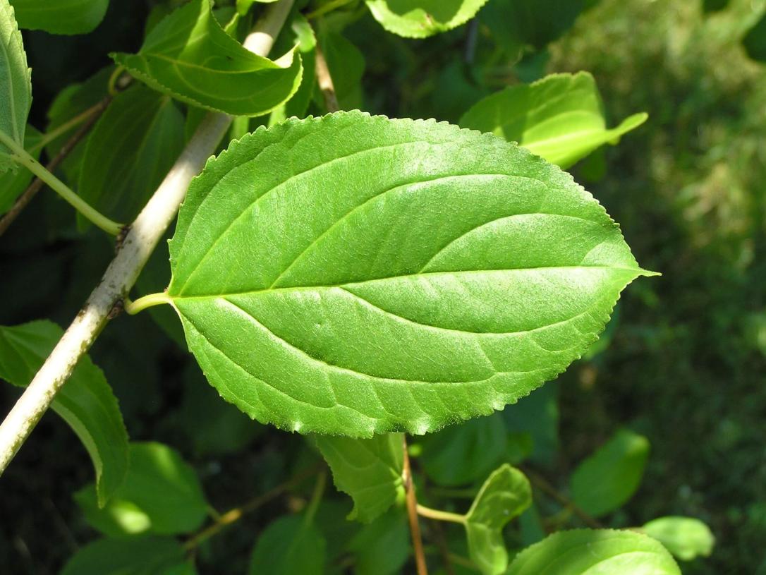 Common Buckthorn leaves