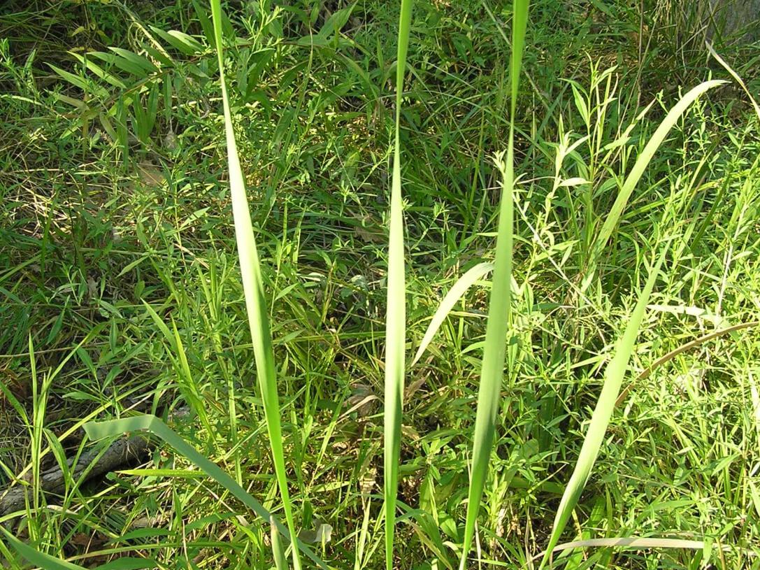 Common Cattail leaves