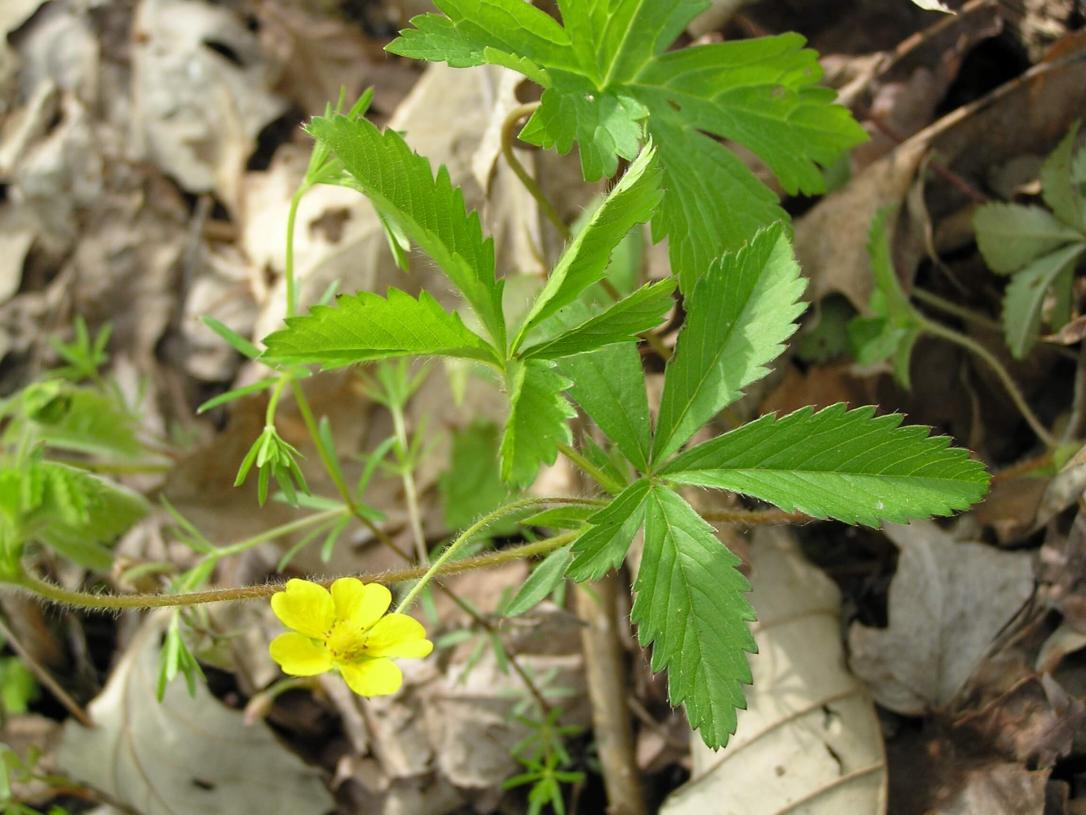Common Cinquefoil leaves
