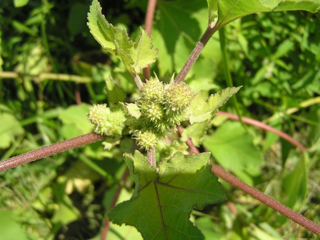 Common Clotbur flower