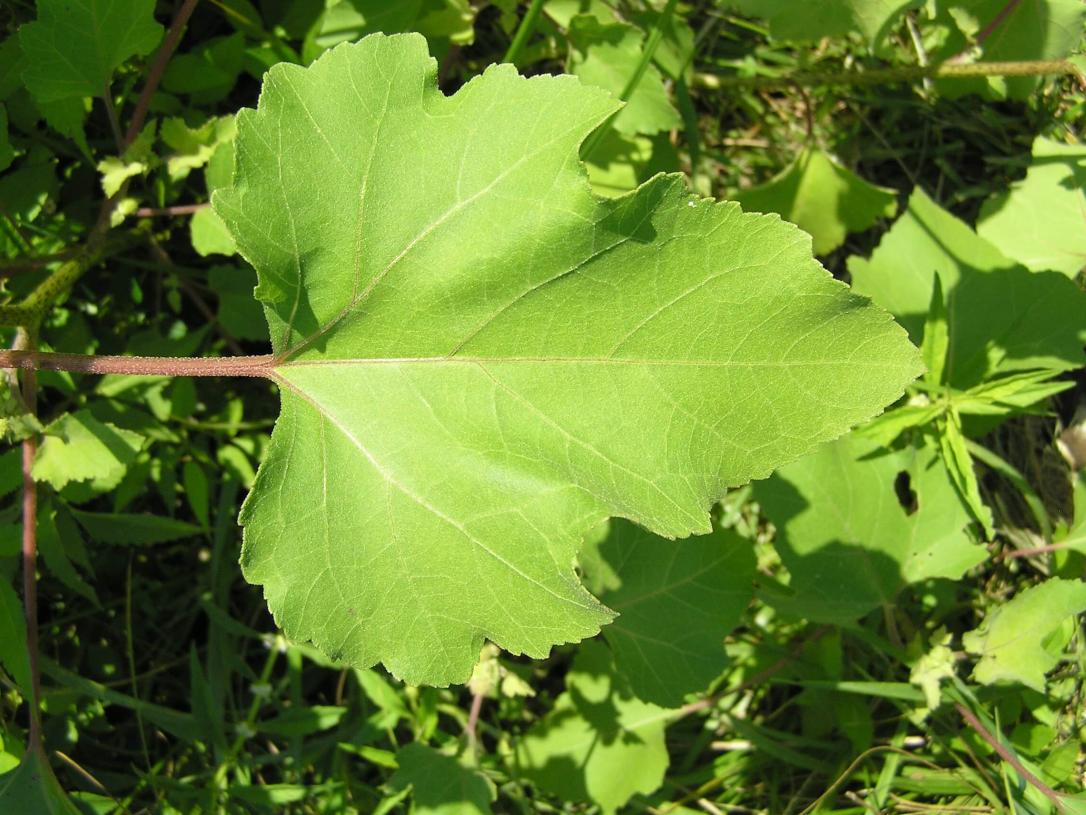 Common Clotbur leaves