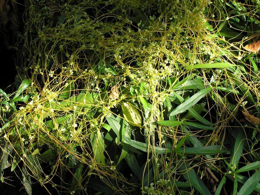 Common Dodder habit