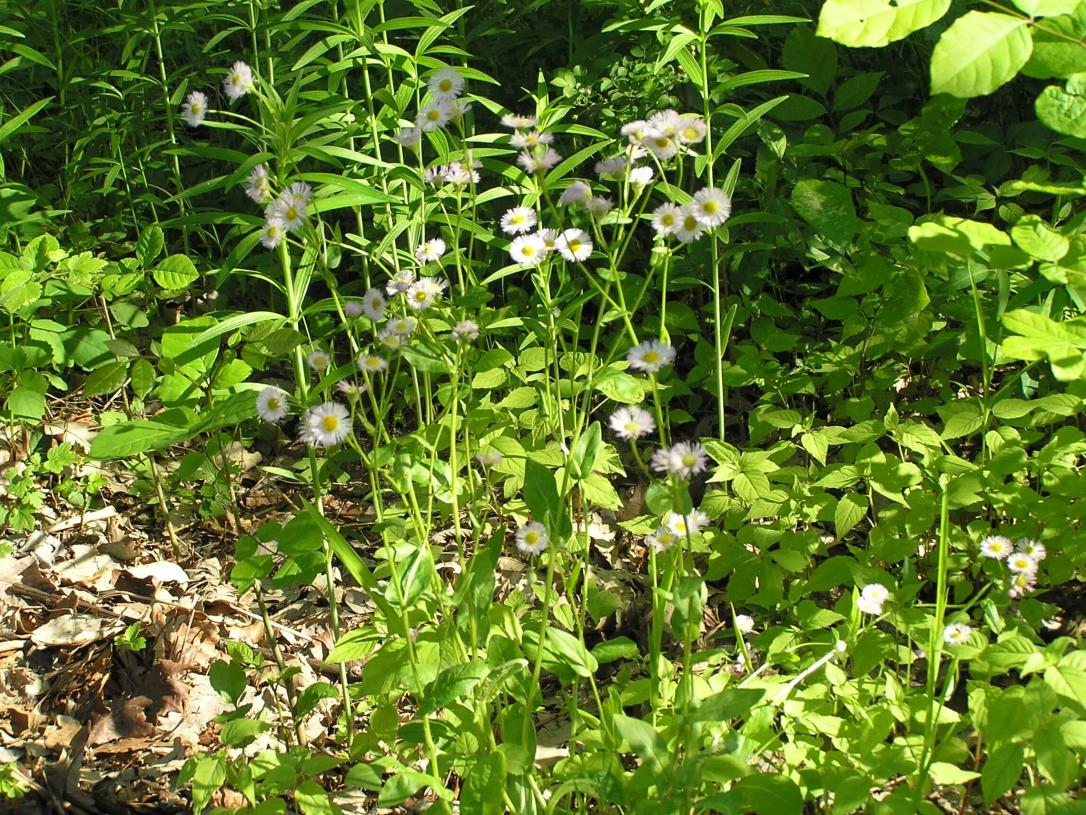 Common Fleabane habit