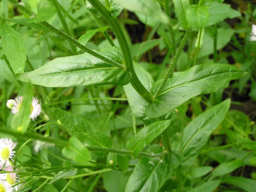 Common Fleabane leaves