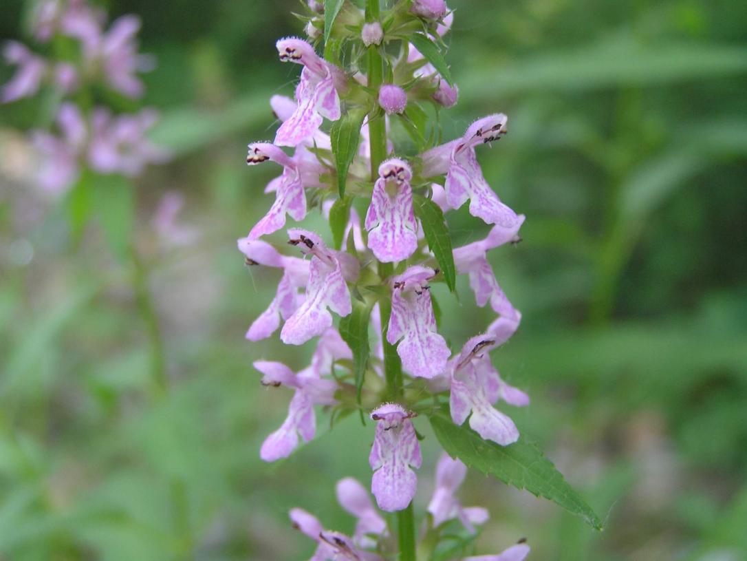 Common Hedge Nettle flower