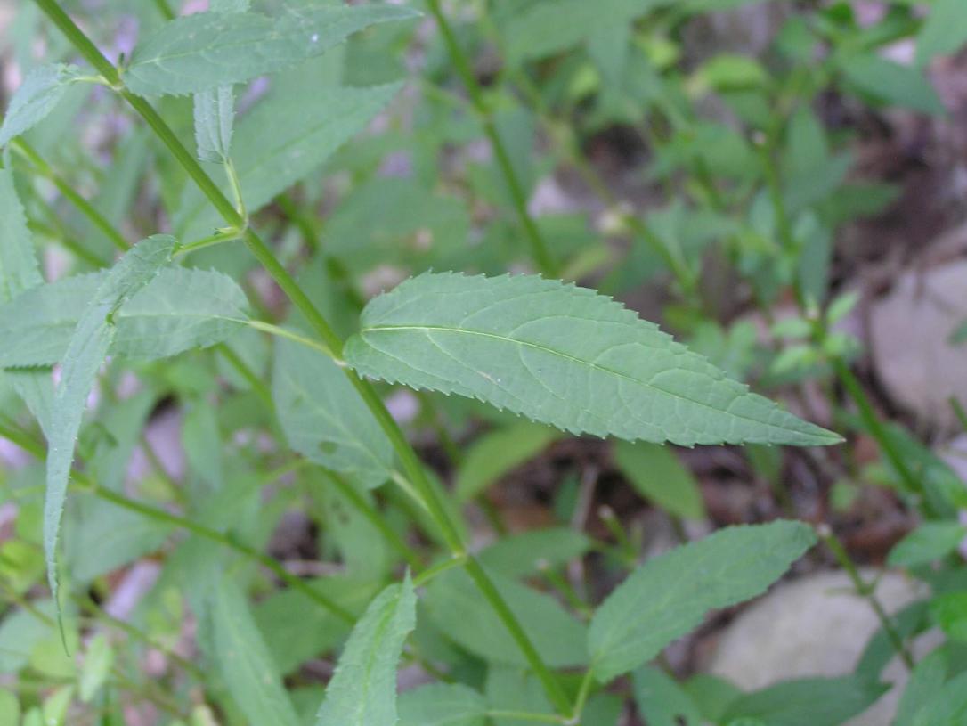 Common Hedge Nettle leaves
