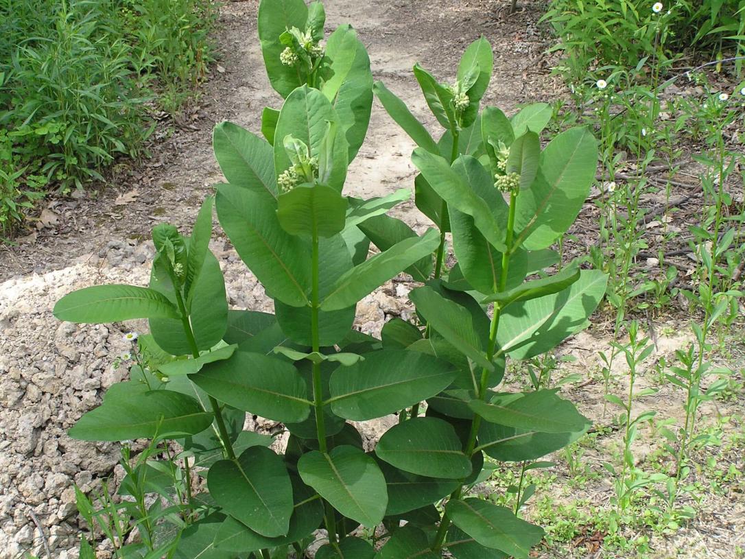 Common Milkweed habit