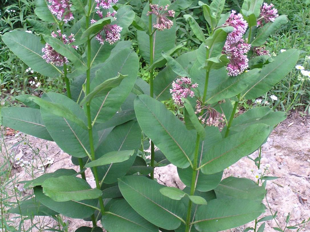 Common Milkweed habit