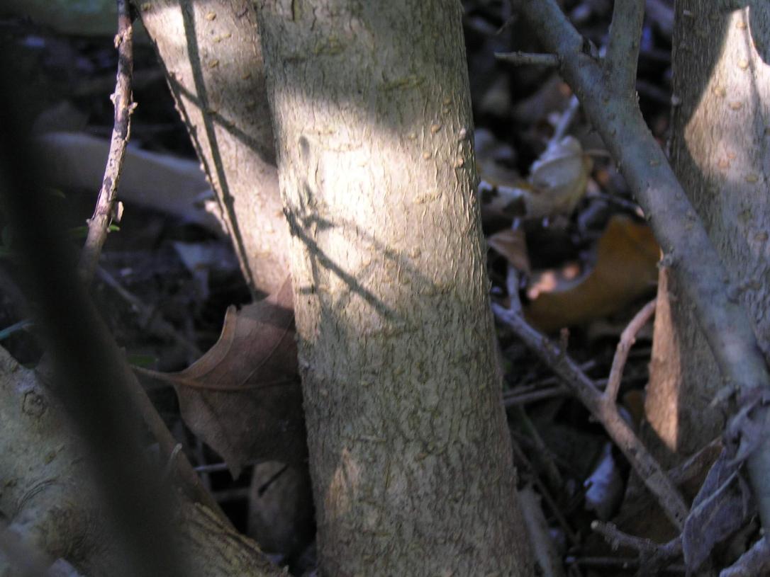 Common Privet bark