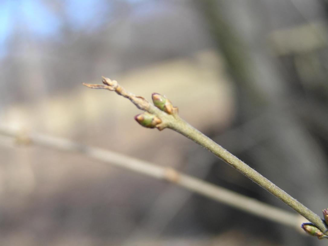Common Privet bud