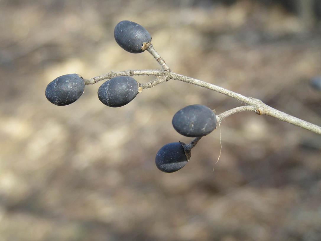 Common Privet fruit