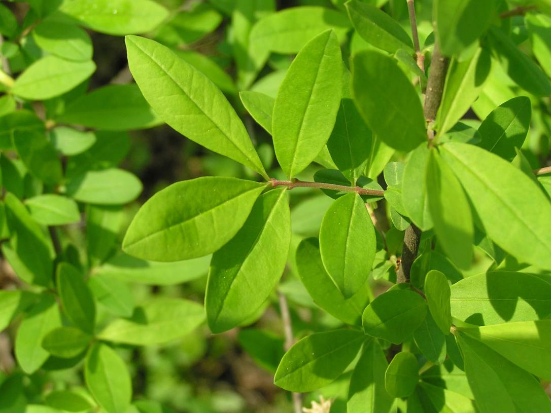 Common Privet leaves