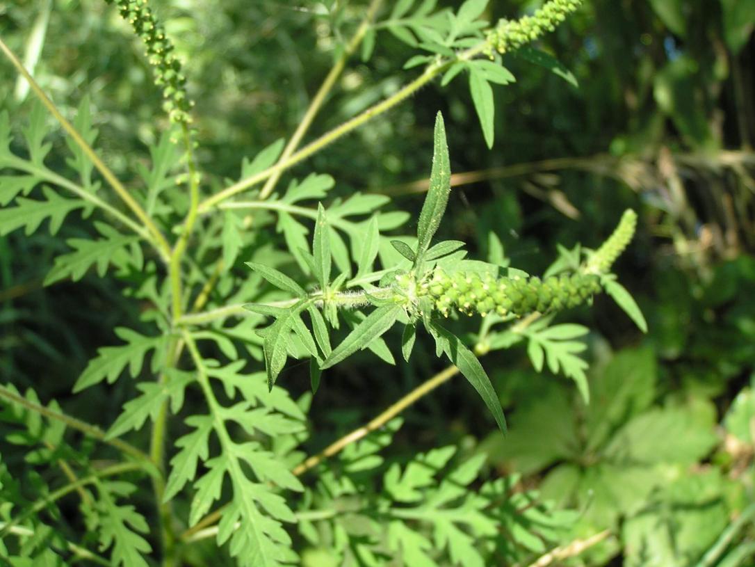 Common Ragweed flower