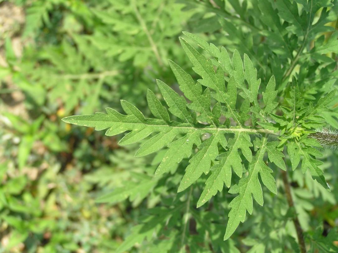 Common Ragweed leaves