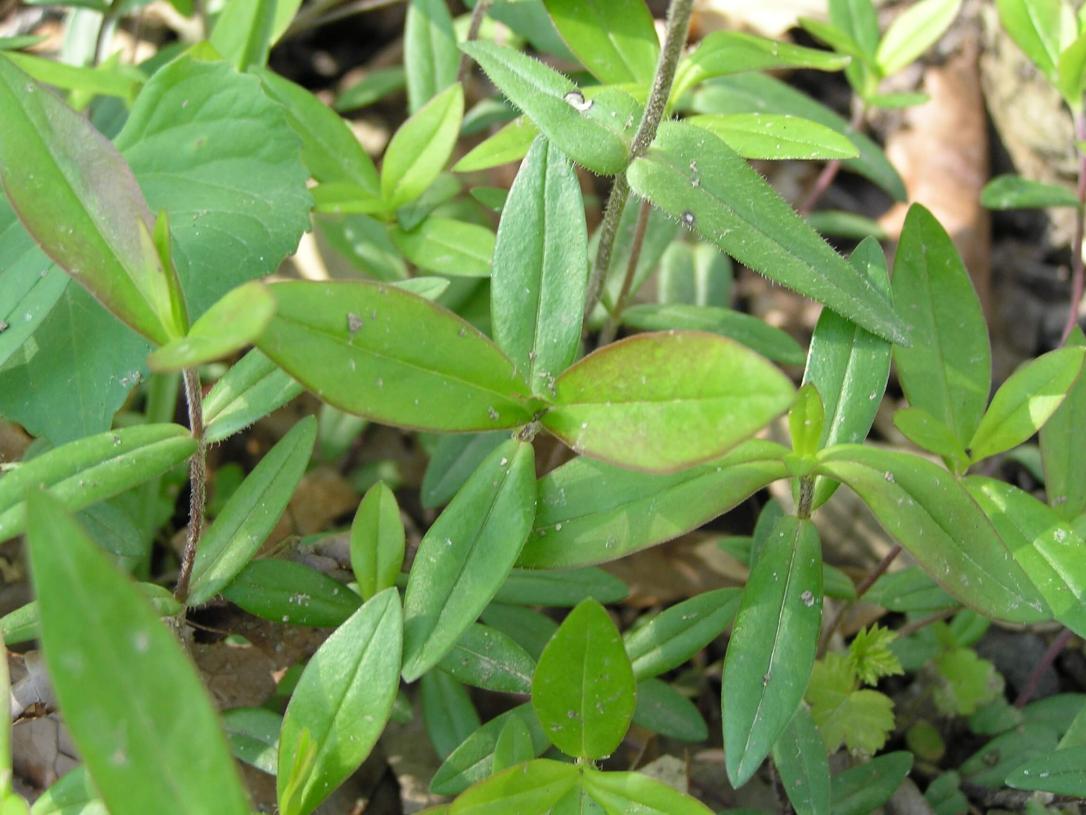 Creeping Phlox leaves