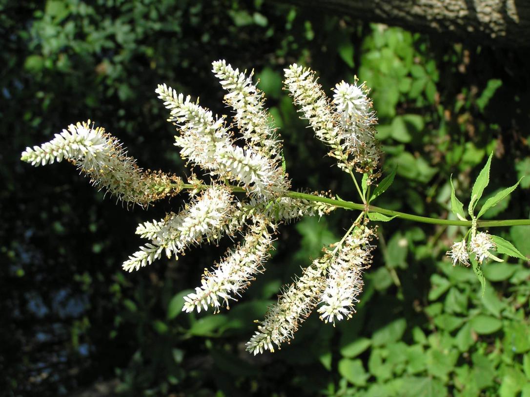 Culvers Root flower