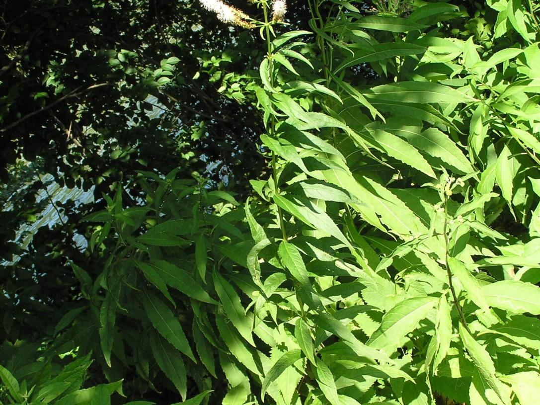 Culvers Root habit