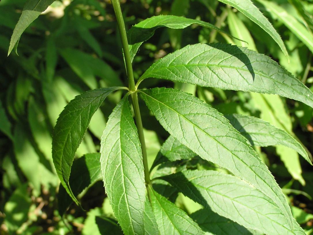 Culvers Root leaves