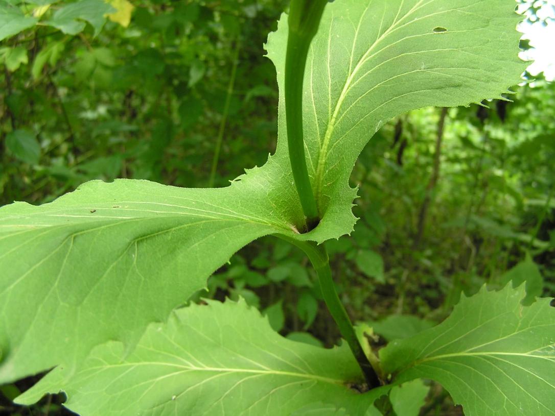 Cup Plant leaves