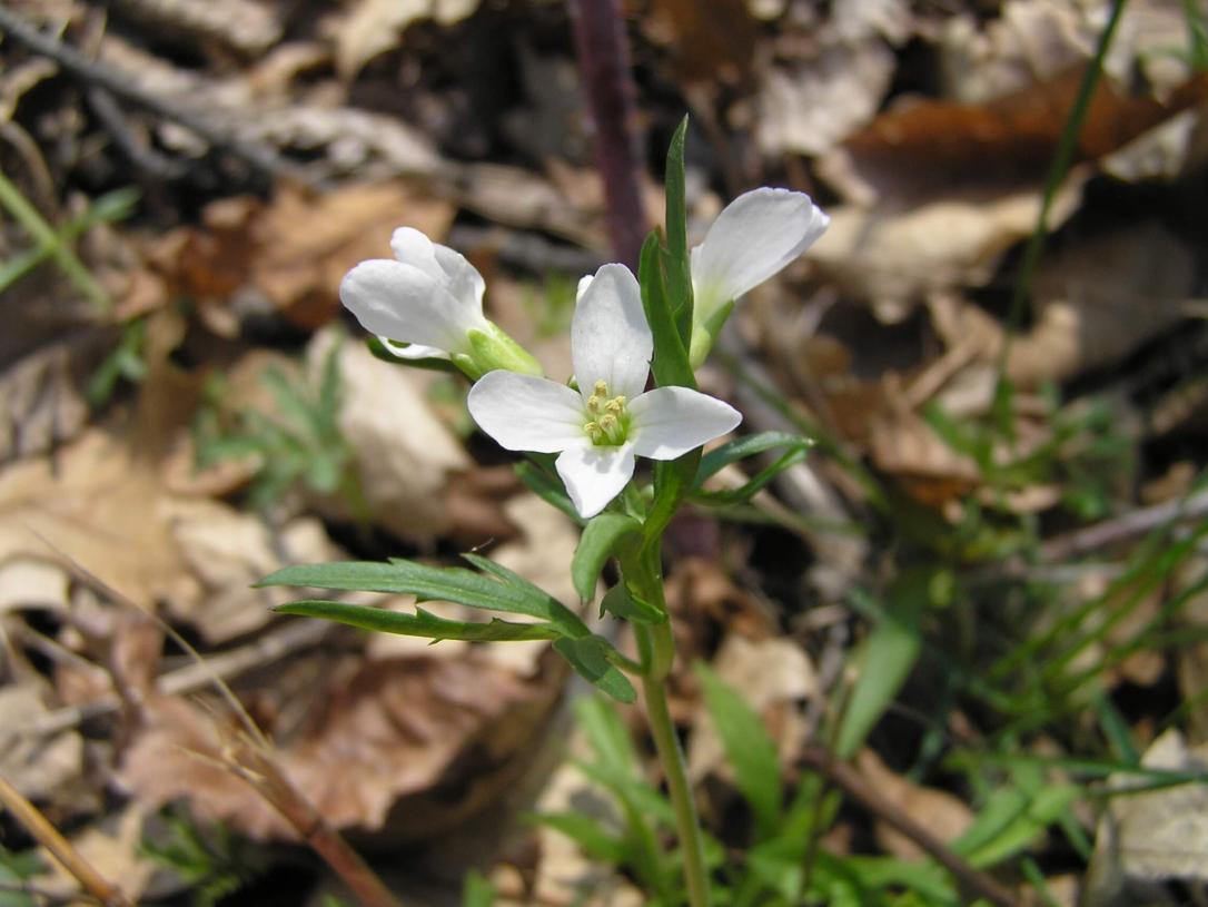 Cut Leaved Toothwort flower