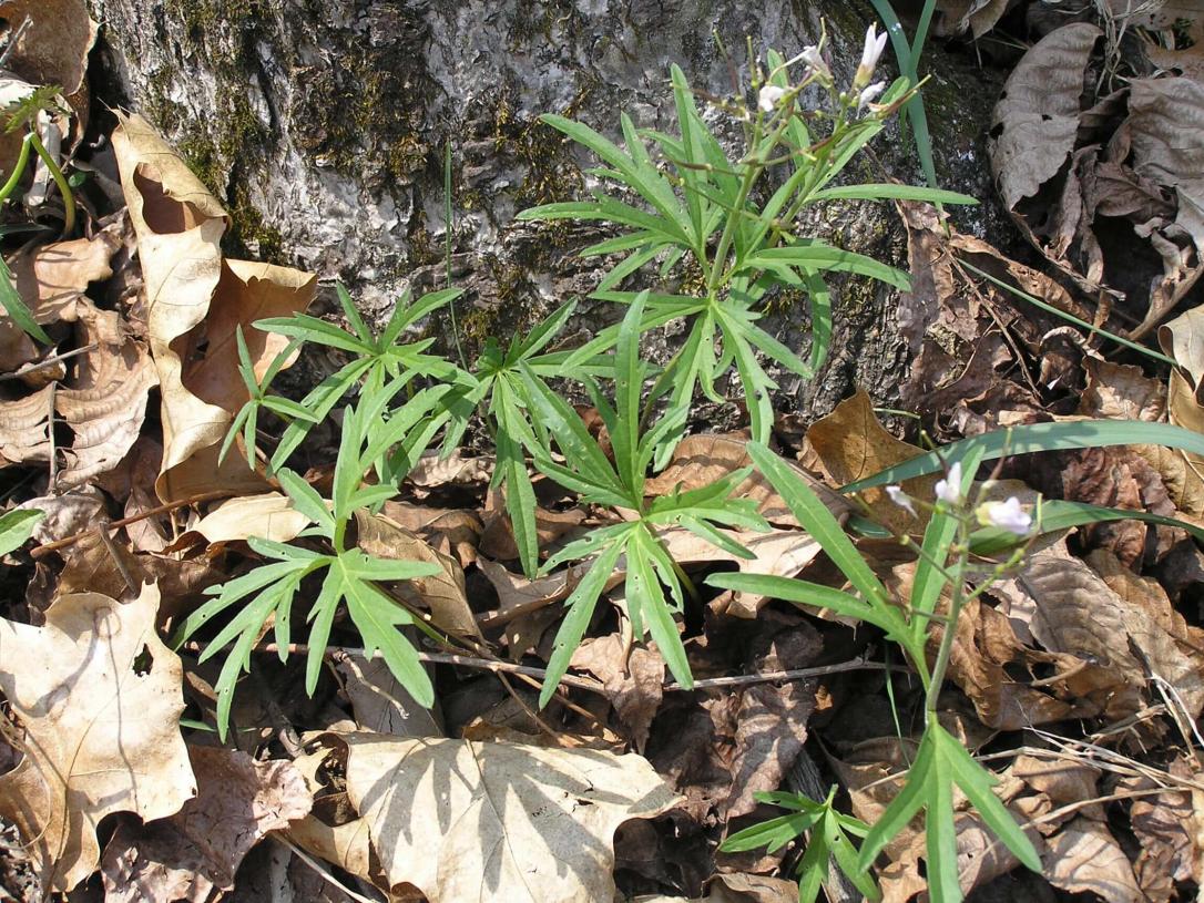 Cut Leaved Toothwort habit