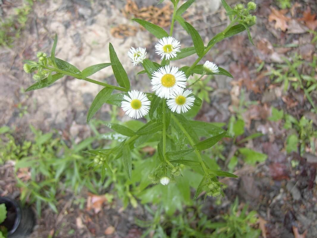 Daisy Fleabane flower