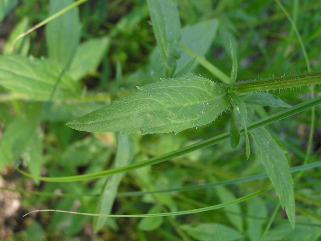 Daisy Fleabane leaves