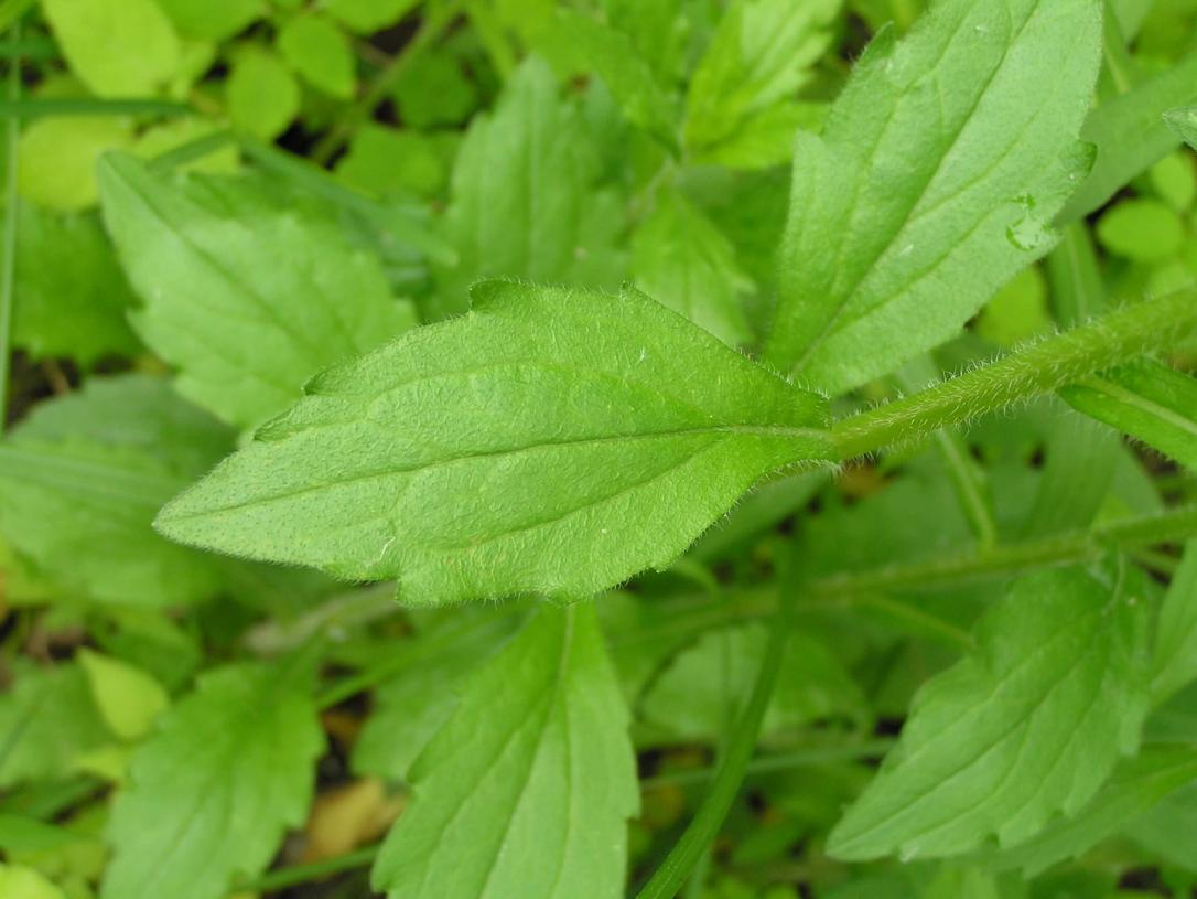 Daisy Fleabane leaves