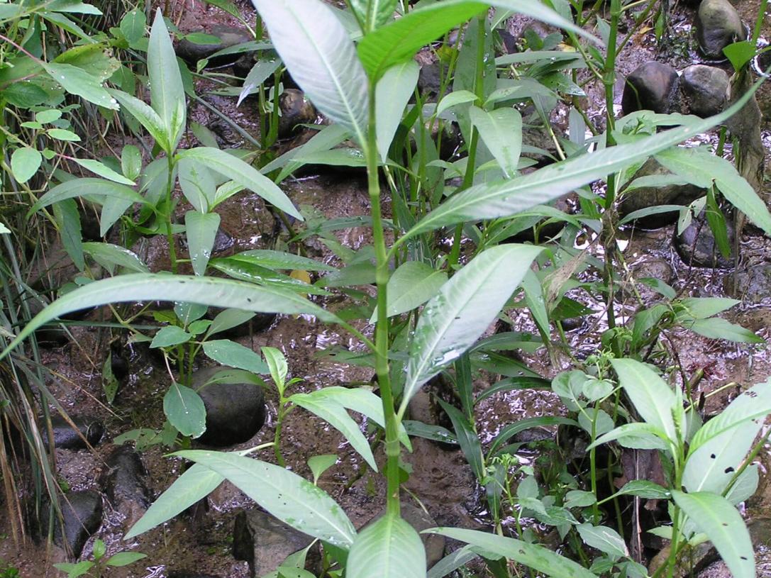 Dock Leaved Smartweed habit