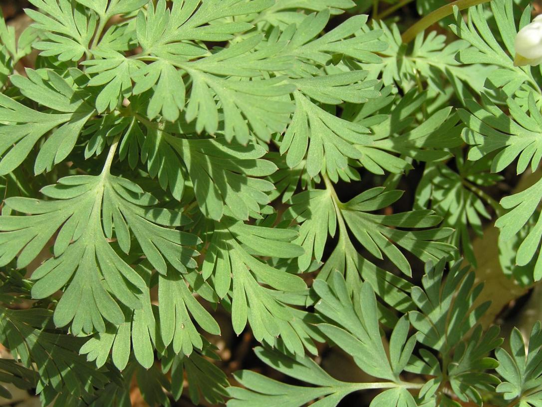 Dutchmans Breeches leaves