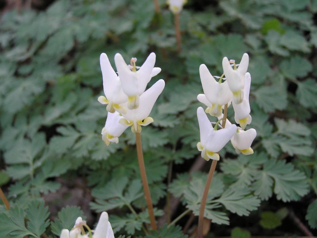 Dutchmans Breeches 