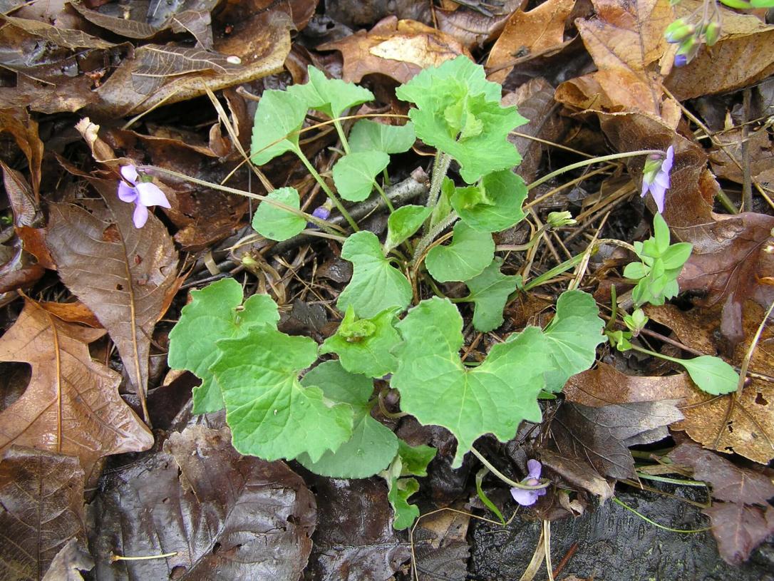 Early Blue Violet habit