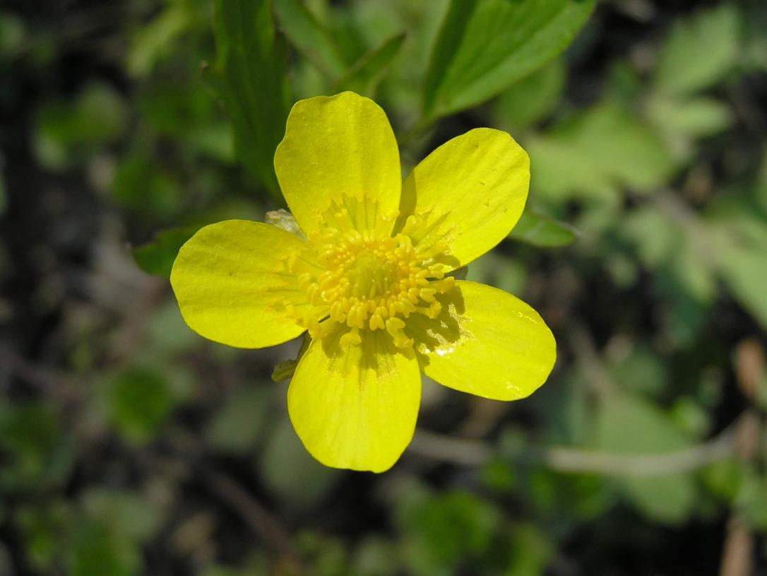 Early Buttercup flower