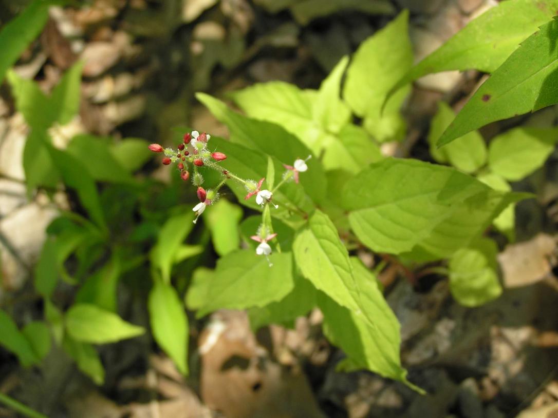 Enchanters Nightshade flower