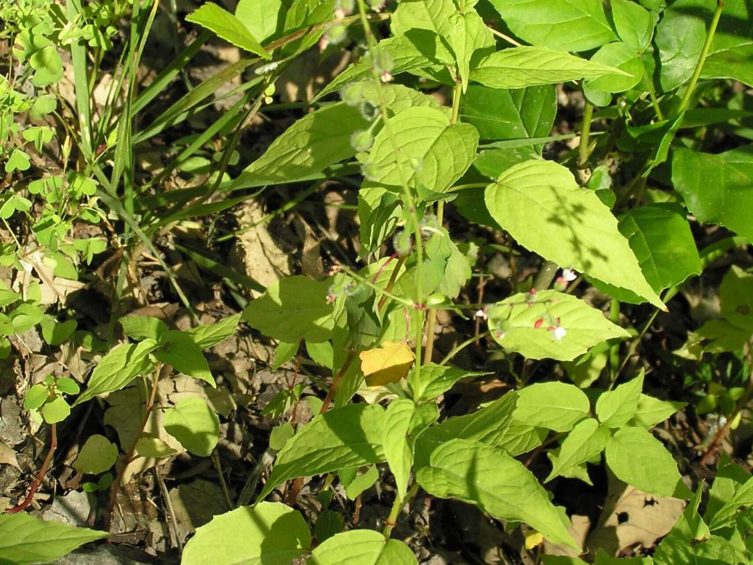 Enchanters Nightshade habit
