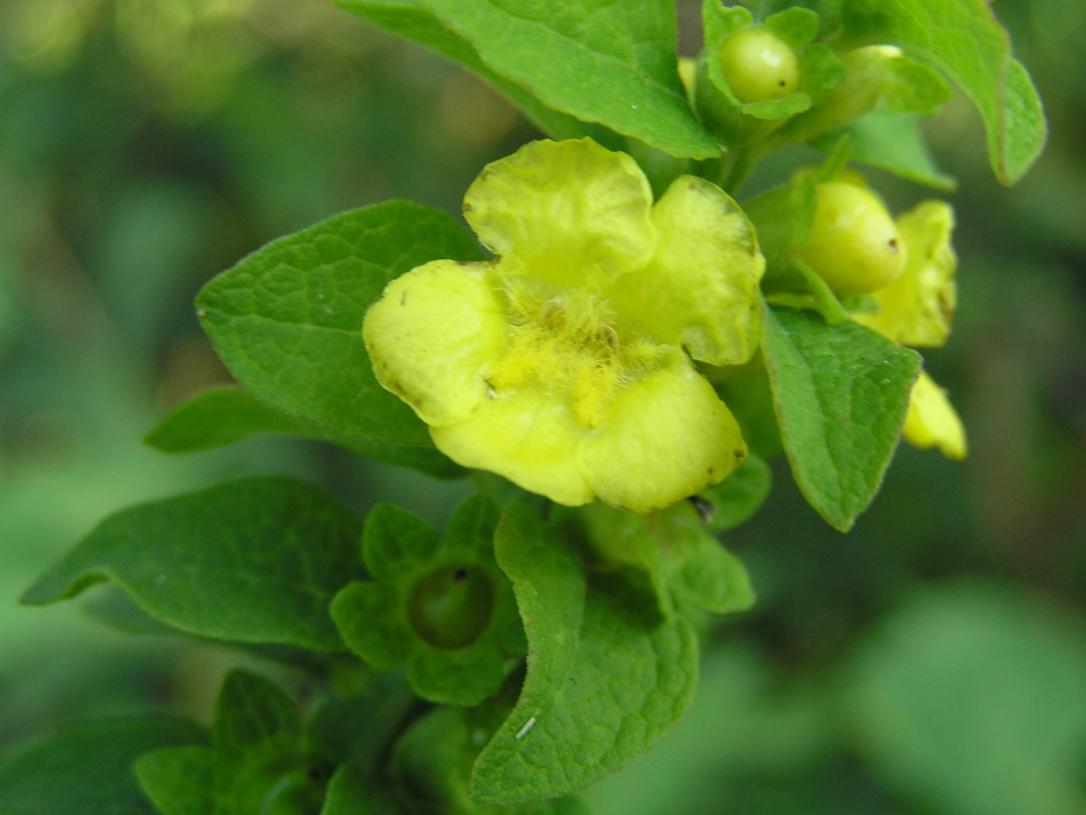 Entire Leaved False Foxglove flower