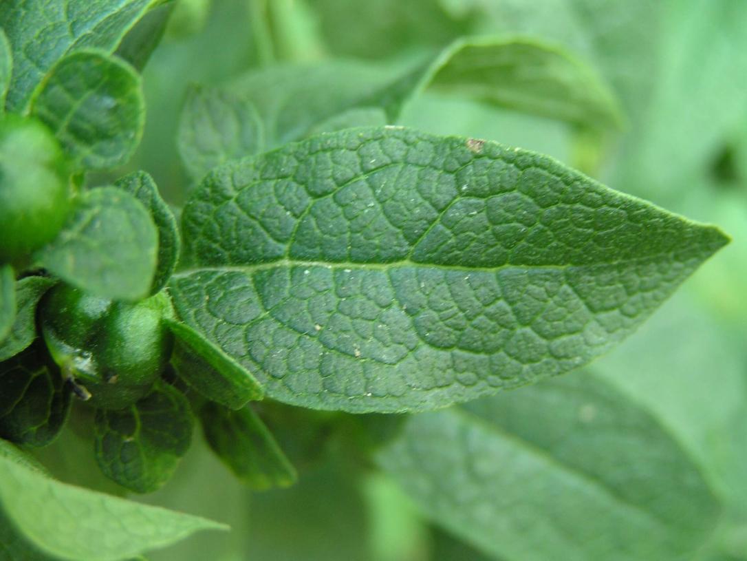 Entire Leaved False Foxglove leaves