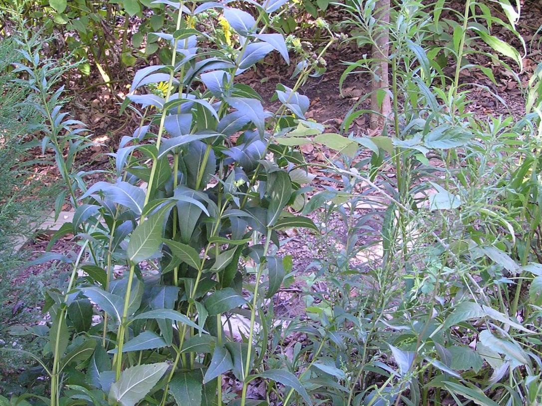 Entire Leaved Rosinweed habit