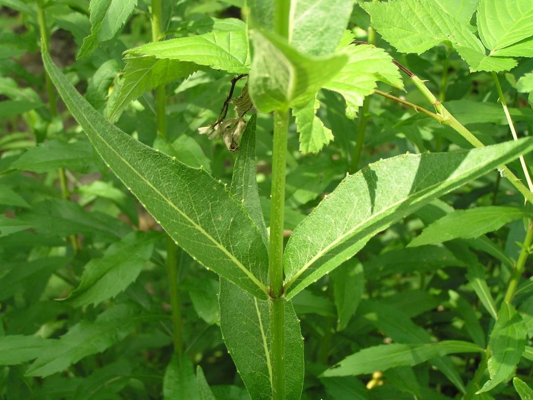 Entire Leaved Rosinweed leaves