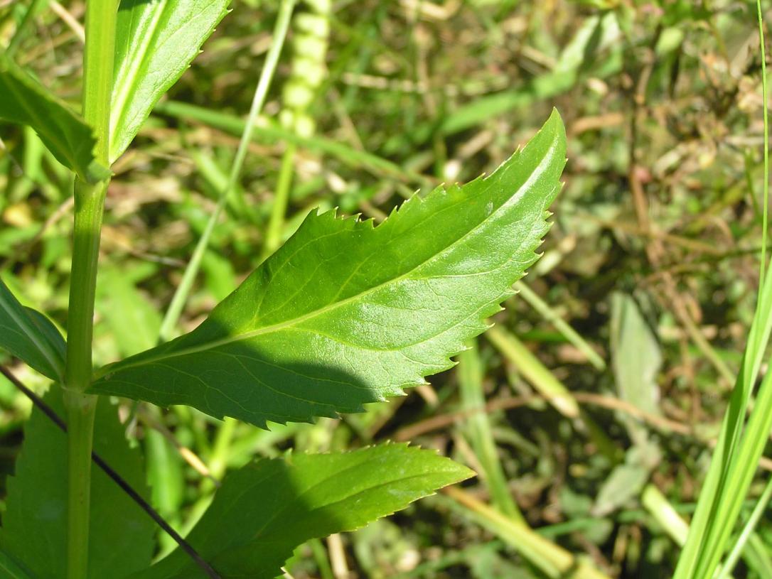 False Dragonhead leaves