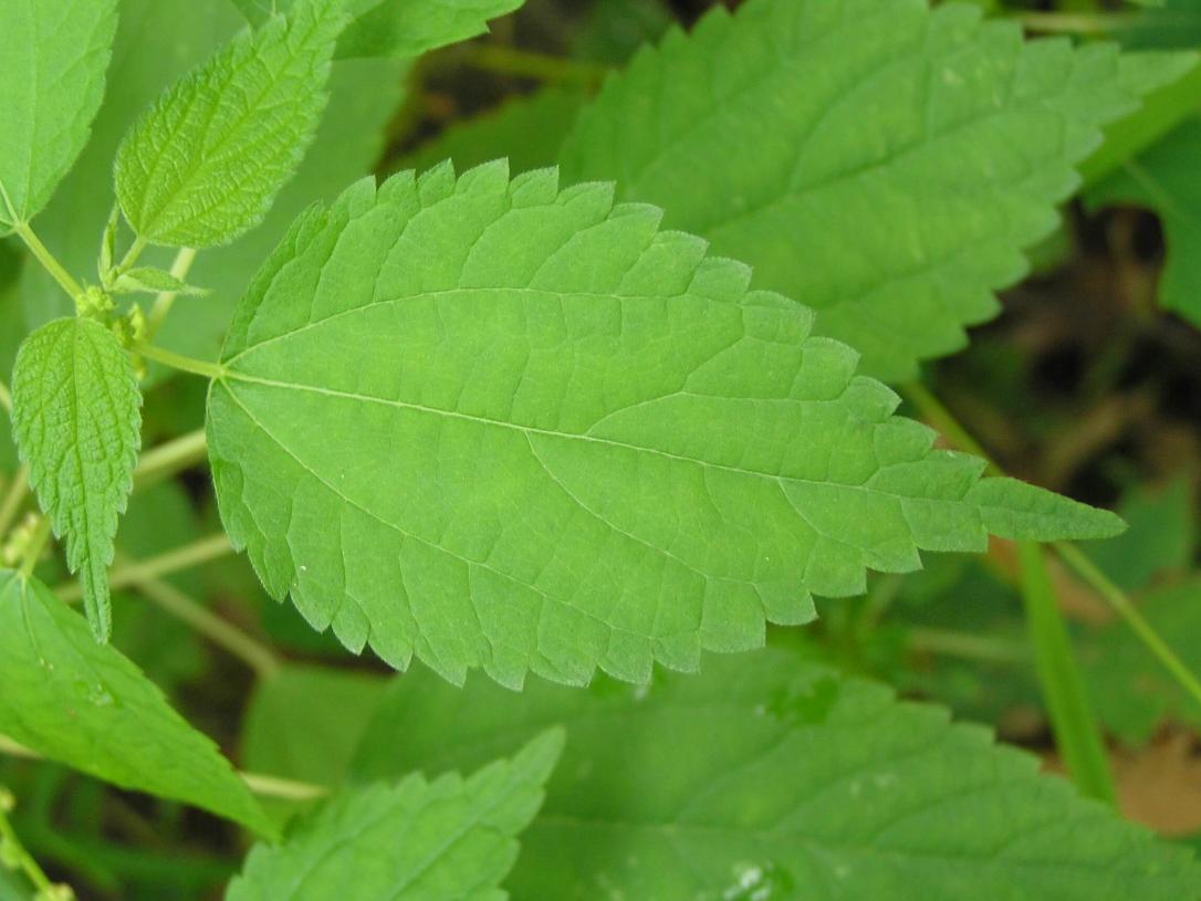 False Nettle leaves
