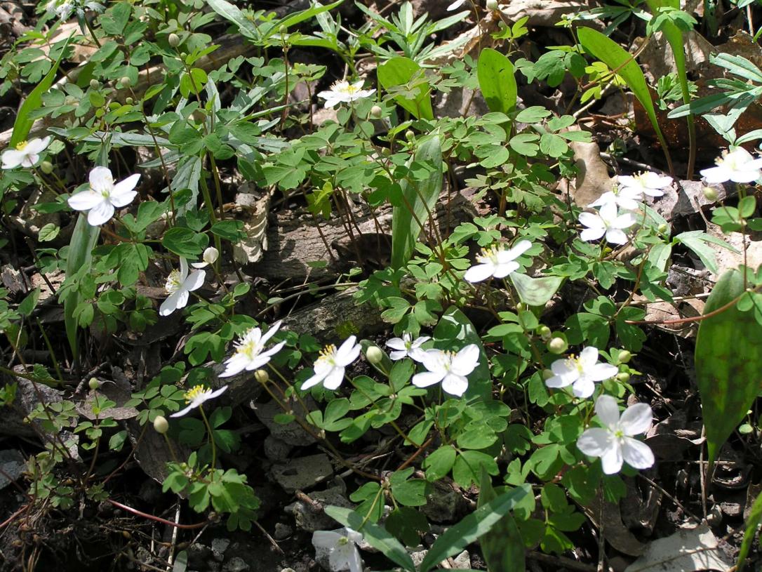 False Rue Anemone habit