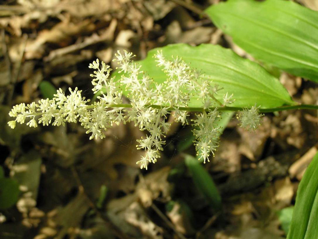 False Solomons Seal flower