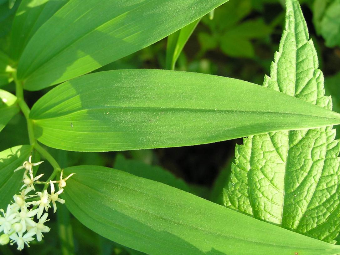 False Solomons Seal leaves