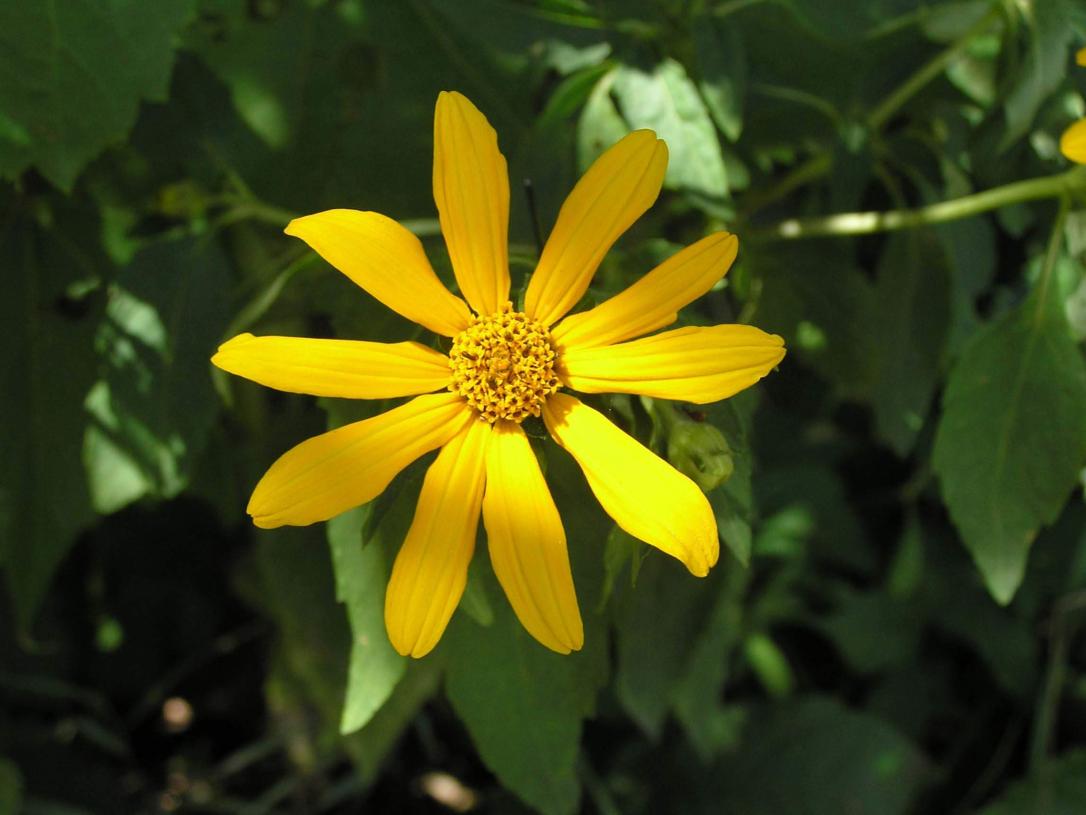 False Sunflower flower