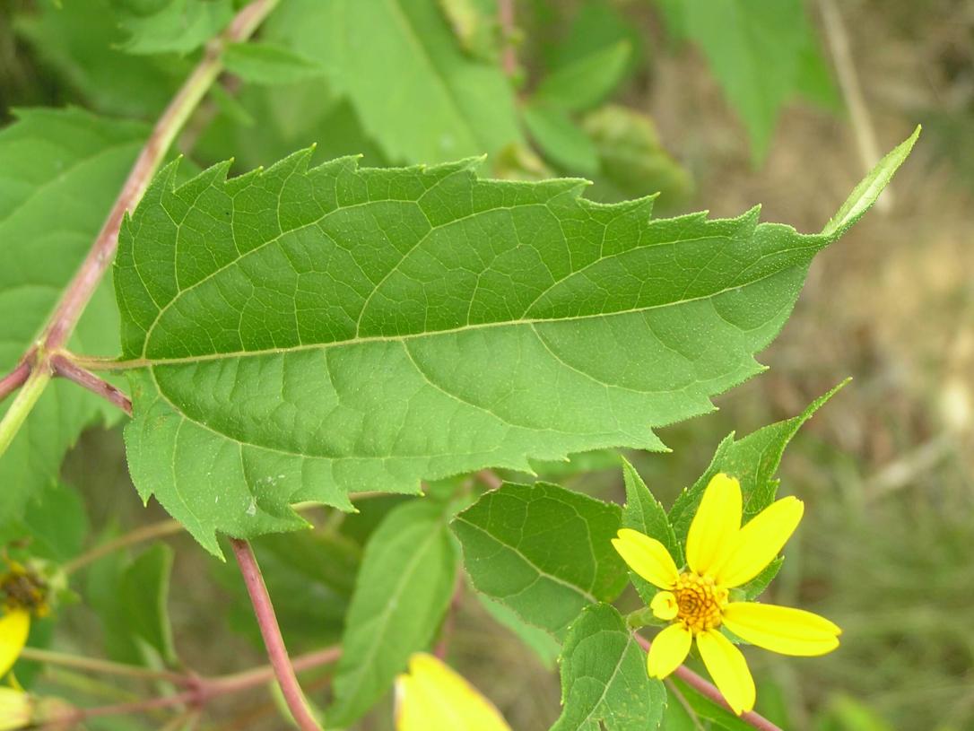 False Sunflower leaves