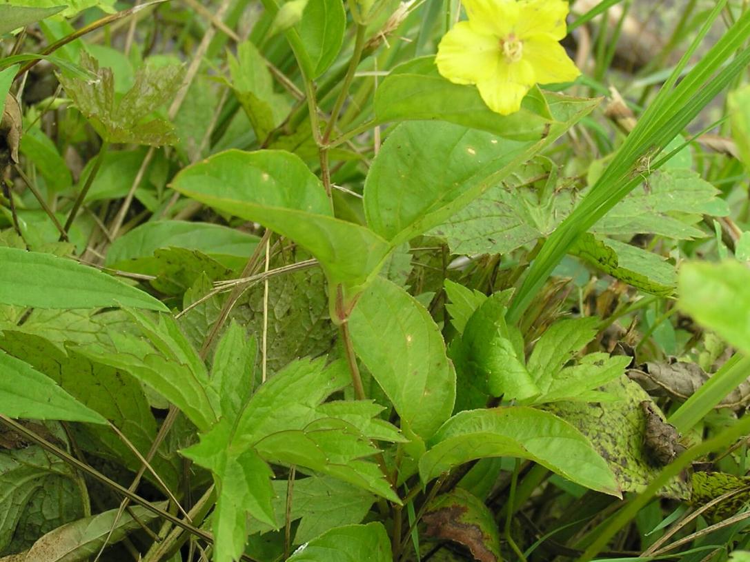 Fringed Loosestrife habit