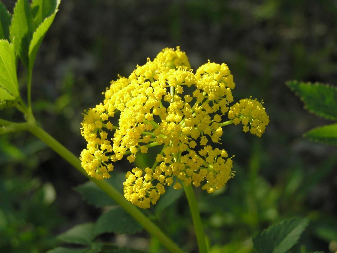 Golden Alexander flowers