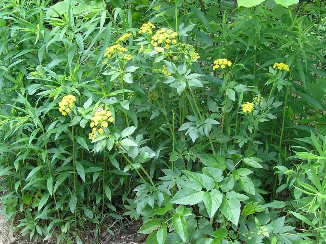 Golden Alexanders habit