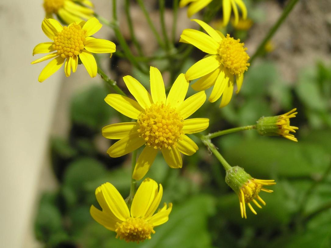 Golden Ragwort flower